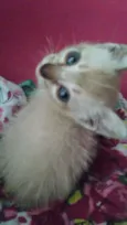 Pipoca