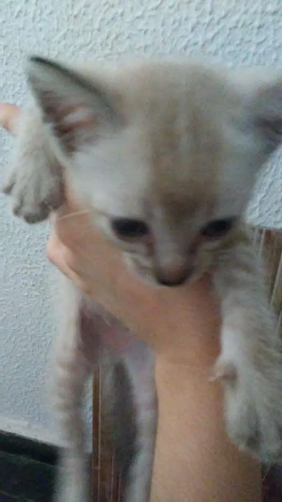 Gato ra a SRD-ViraLata idade Abaixo de 2 meses nome Pipoca
