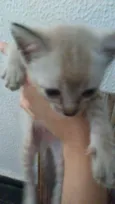 Pipoca