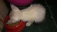 Pipoca