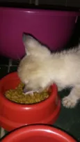 Pipoca