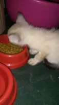 Pipoca