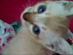 Gato raça SRD-ViraLata idade Abaixo de 2 meses nome Pipoca