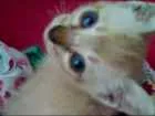 Gato raça SRD-ViraLata idade Abaixo de 2 meses nome Pipoca