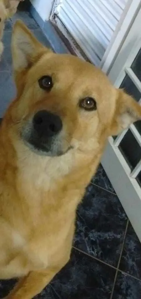 Cachorro raça não definida idade 6 ou mais anos nome Lola