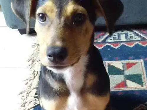 Cachorro ra a Vira-Lata idade 2 a 6 meses nome Pitoco
