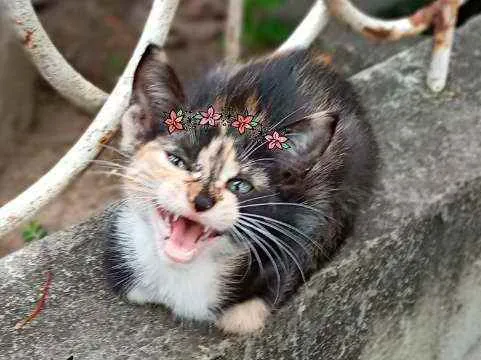 Gato ra a Srd idade Abaixo de 2 meses nome Maria
