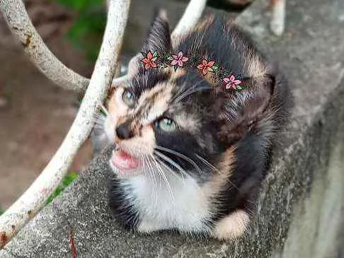 Gato ra a Srd idade Abaixo de 2 meses nome Maria