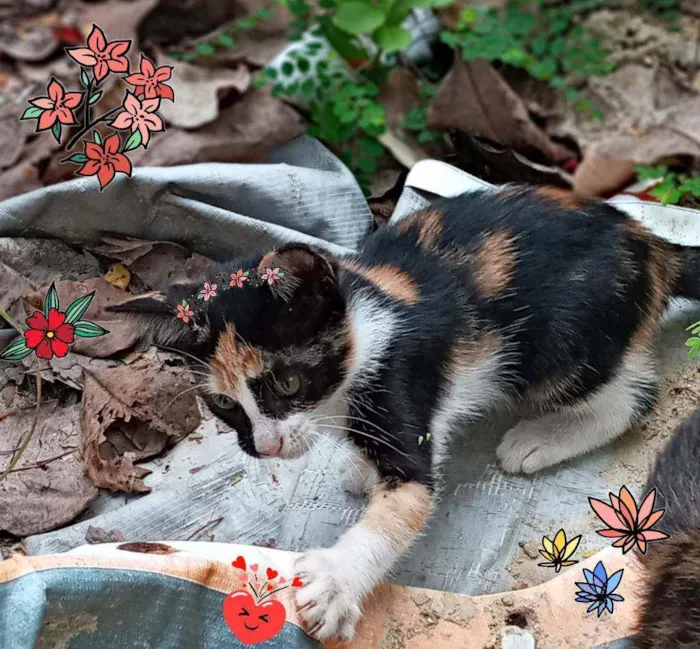 Gato ra a Srd idade Abaixo de 2 meses nome Belinha