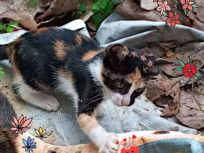 Gato ra a Srd idade Abaixo de 2 meses nome Belinha