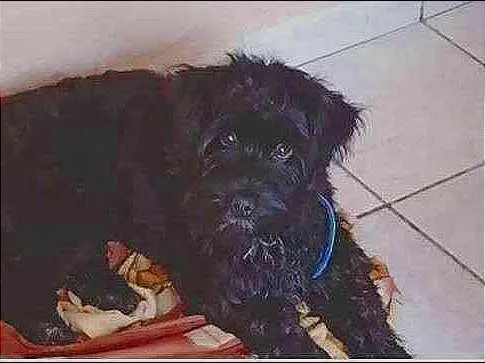Cachorro ra a YORKSHIRE+POODLE idade 7 a 11 meses nome Thor