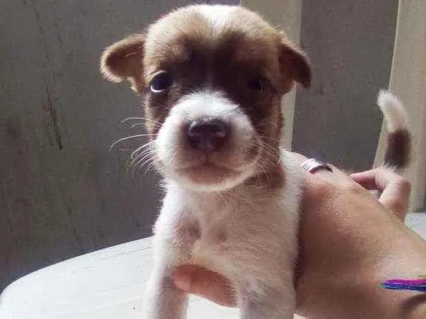 Cachorro raça Vira lata idade Abaixo de 2 meses nome Sem nome