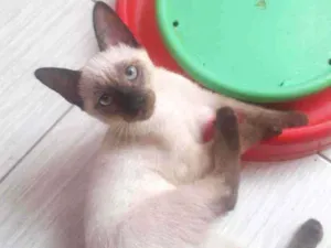 Gato raça Srd idade 2 a 6 meses nome Gabriel