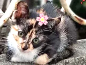 Gato raça Srd idade Abaixo de 2 meses nome Maria