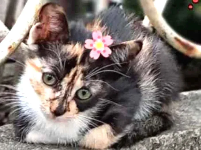 Gato ra a Srd idade Abaixo de 2 meses nome Maria