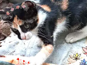 Gato raça Srd idade Abaixo de 2 meses nome Belinha