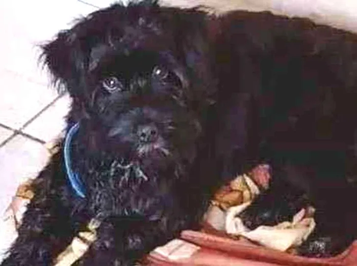 Cachorro ra a YORKSHIRE+POODLE idade 7 a 11 meses nome Thor