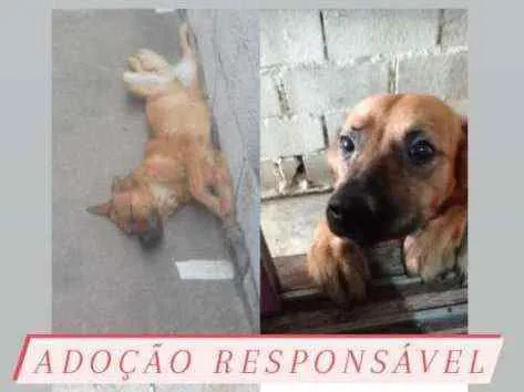 Cachorro ra a N sei  idade 2 anos nome Não sei coloquei Max