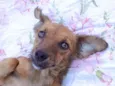 Panqueca 