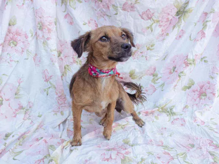 Cachorro ra a SRD idade 2 anos nome Panqueca 