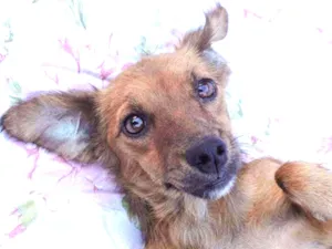 Cachorro raça SRD idade 2 anos nome Panqueca 