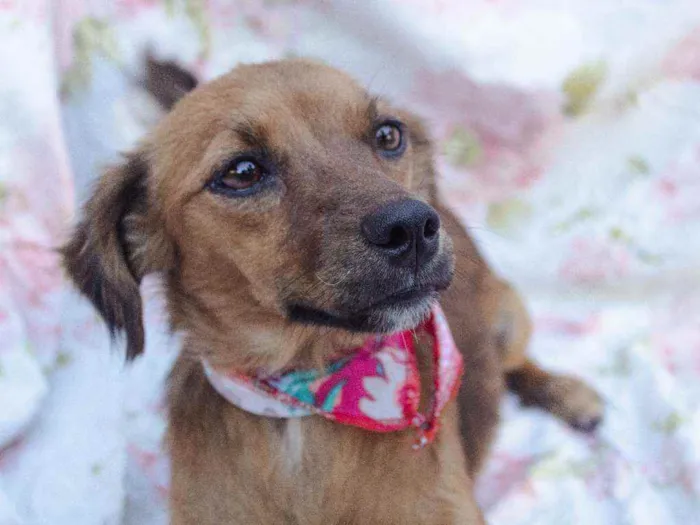 Cachorro ra a SRD idade 2 anos nome Panqueca 
