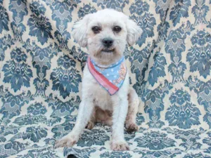 Cachorro raça SRD idade 2 anos nome Stuart