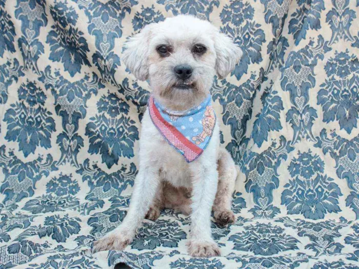 Cachorro ra a SRD idade 2 anos nome Stuart