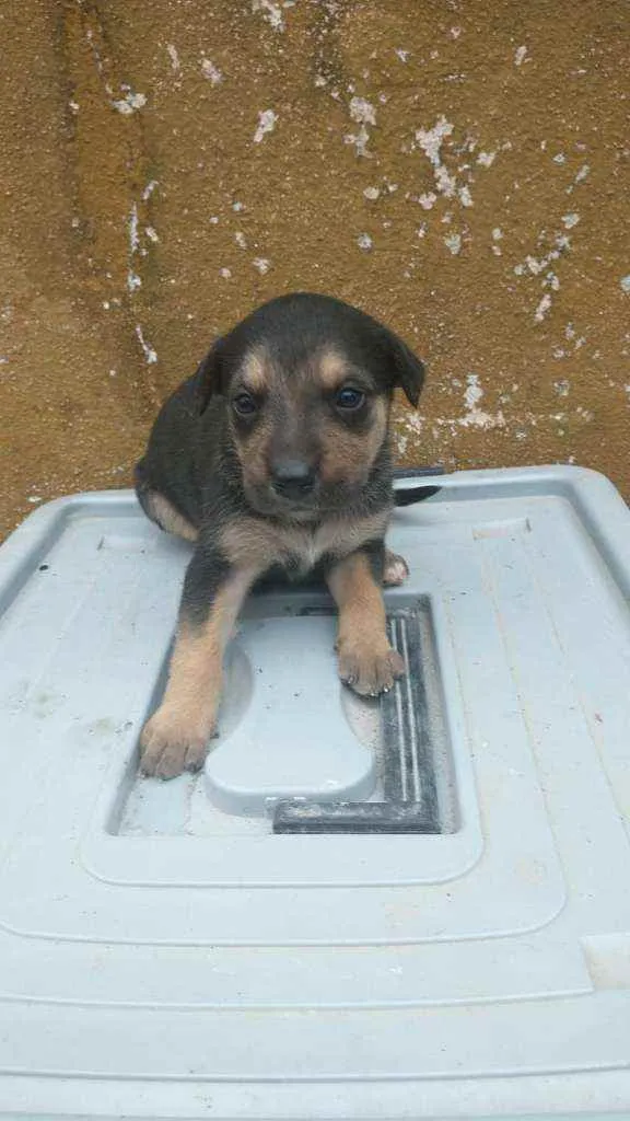Cachorro ra a Labrador/Golden idade Abaixo de 2 meses nome Sem Nomes ainda