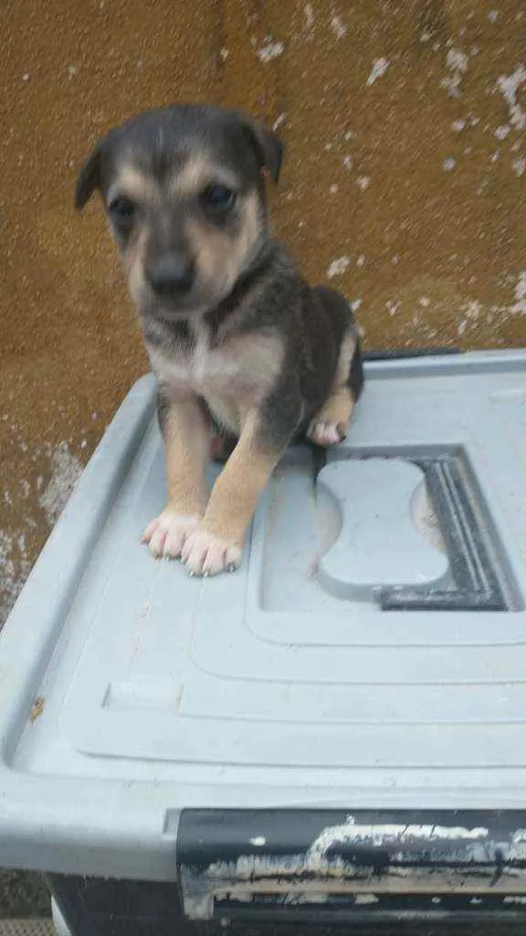 Cachorro ra a Labrador/Golden idade Abaixo de 2 meses nome Sem Nomes ainda