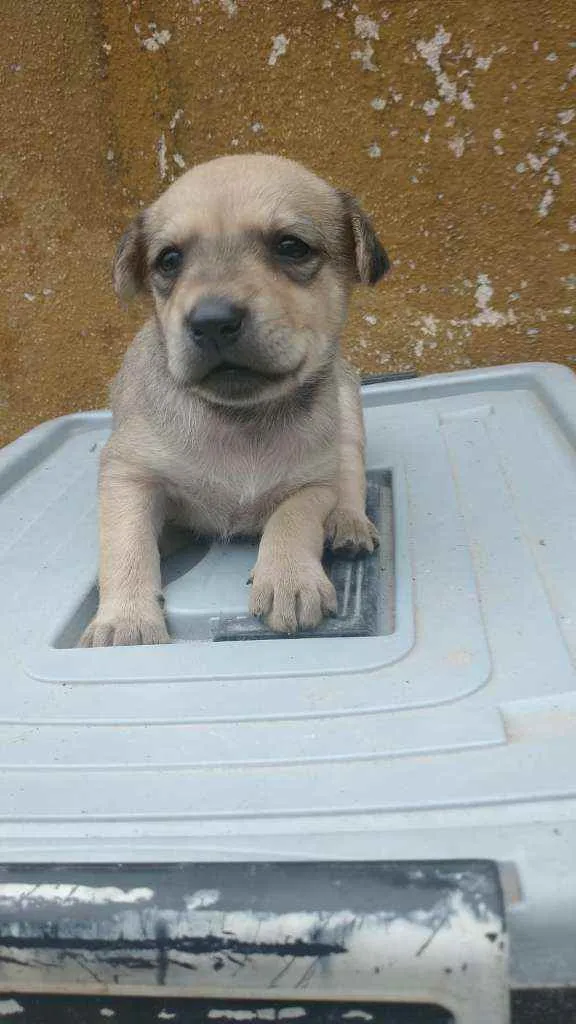 Cachorro ra a Labrador/Golden idade Abaixo de 2 meses nome Sem Nomes ainda