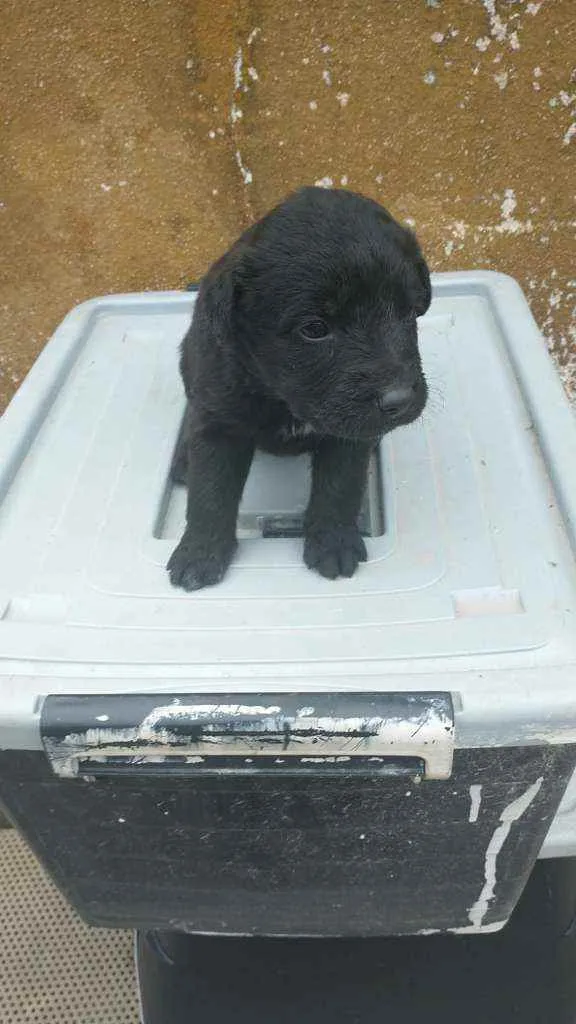 Cachorro ra a Labrador/Golden idade Abaixo de 2 meses nome Sem Nomes ainda