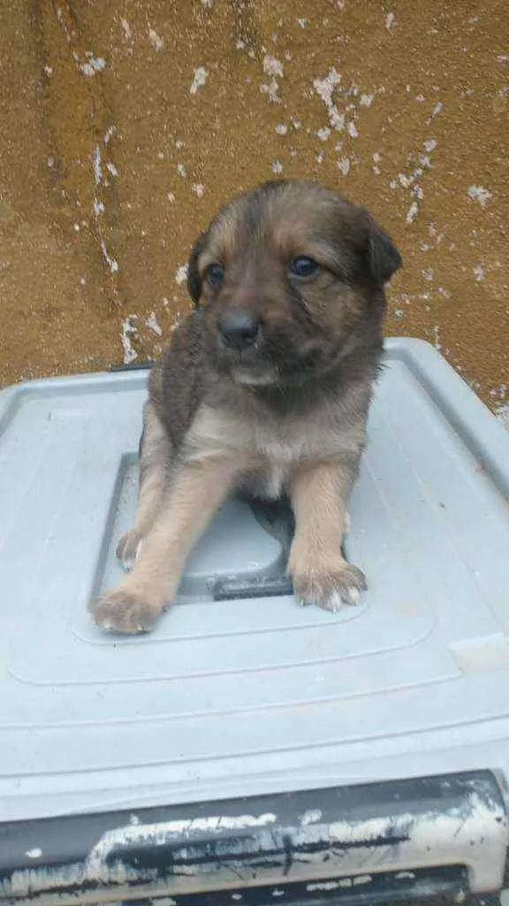 Cachorro ra a Labrador/Golden idade Abaixo de 2 meses nome Sem Nomes ainda