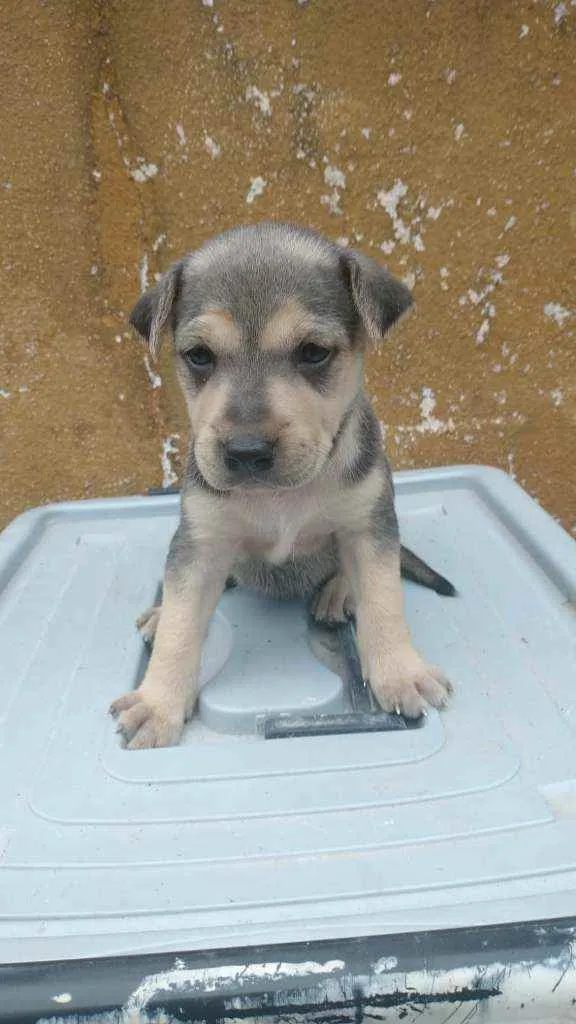 Cachorro ra a Labrador/Golden idade Abaixo de 2 meses nome Sem Nomes ainda