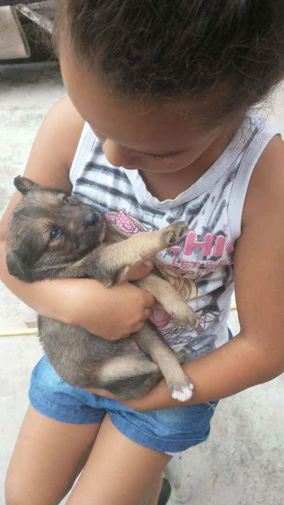 Cachorro ra a Labrador/Golden idade Abaixo de 2 meses nome Sem Nomes ainda