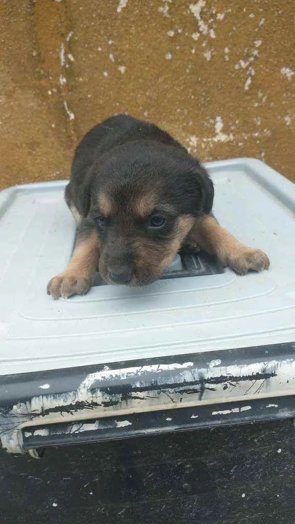 Cachorro ra a Labrador/Golden idade Abaixo de 2 meses nome Sem Nomes ainda