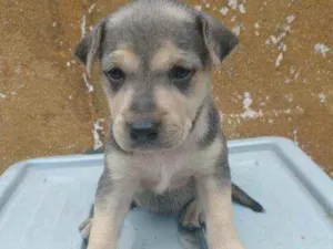 Cachorro raça Labrador/Golden idade Abaixo de 2 meses nome Sem Nomes ainda