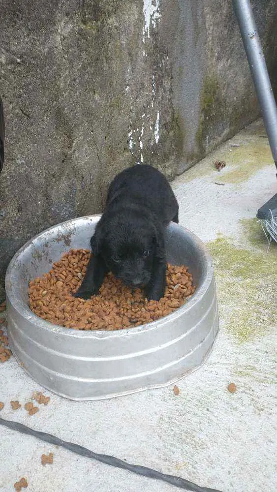 Cachorro ra a Labrador/Golden idade Abaixo de 2 meses nome Sem Nomes ainda