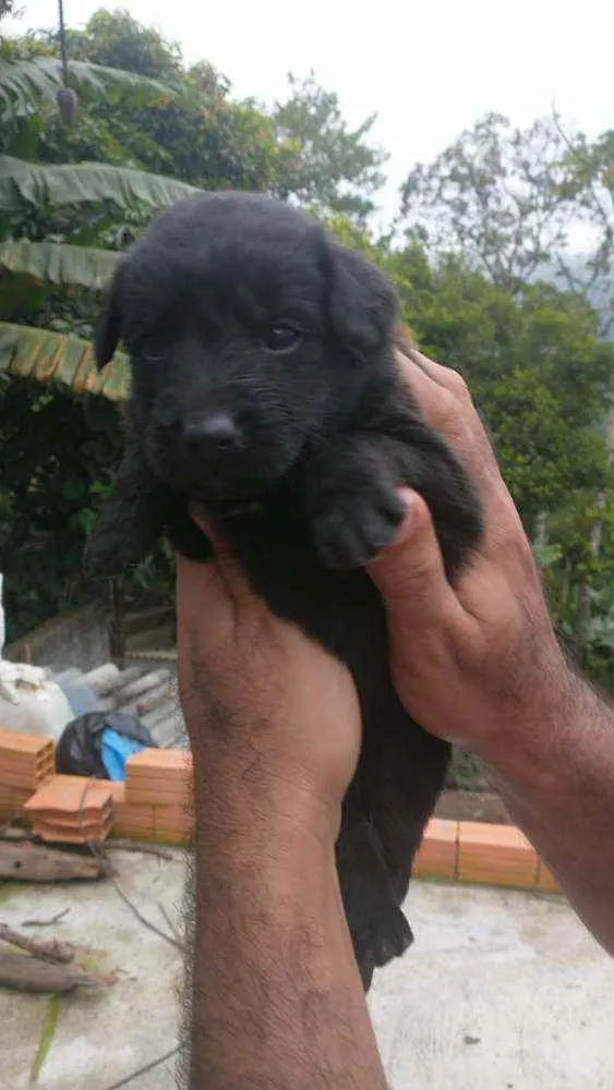 Cachorro ra a Labrador/Golden idade Abaixo de 2 meses nome Sem Nomes ainda
