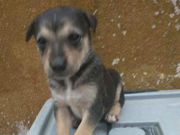 Cachorro ra a Labrador/Golden idade Abaixo de 2 meses nome Sem Nomes ainda
