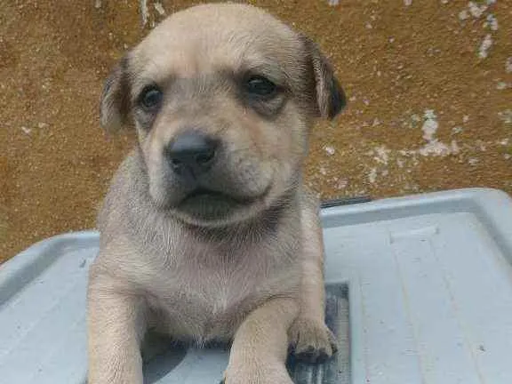 Cachorro ra a Labrador/Golden idade Abaixo de 2 meses nome Sem Nomes ainda