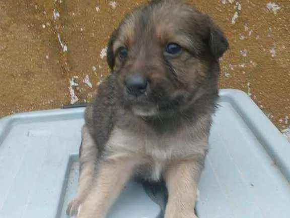 Cachorro ra a Labrador/Golden idade Abaixo de 2 meses nome Sem Nomes ainda