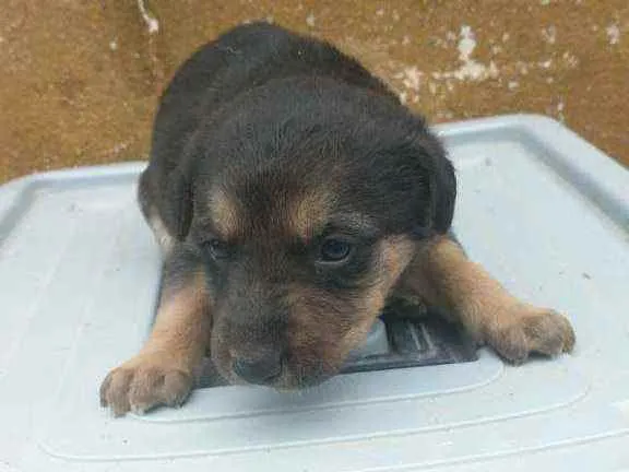 Cachorro ra a Labrador/Golden idade Abaixo de 2 meses nome Sem Nomes ainda