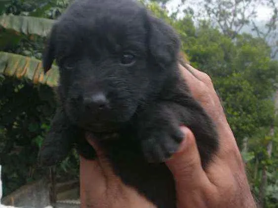 Cachorro ra a Labrador/Golden idade Abaixo de 2 meses nome Sem Nomes ainda