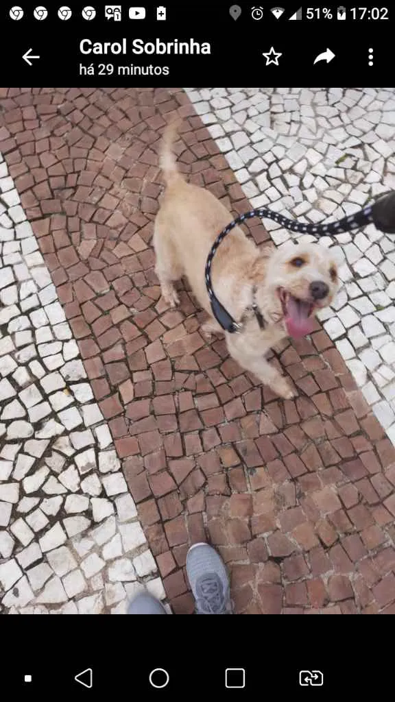 Cachorro raça Srd idade 6 ou mais anos nome ESTOPINHA