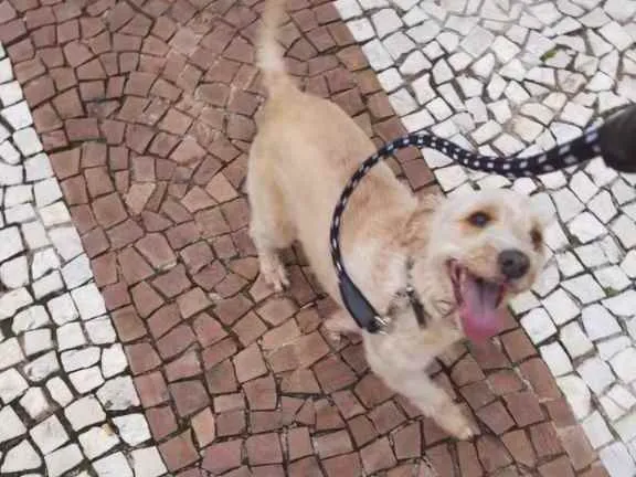 Cachorro raça Srd idade 6 ou mais anos nome ESTOPINHA