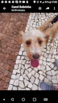Cachorro raça Srd idade 6 ou mais anos nome ESTOPINHA