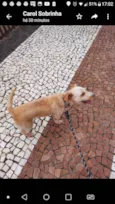 Cachorro raça Srd idade 6 ou mais anos nome ESTOPINHA