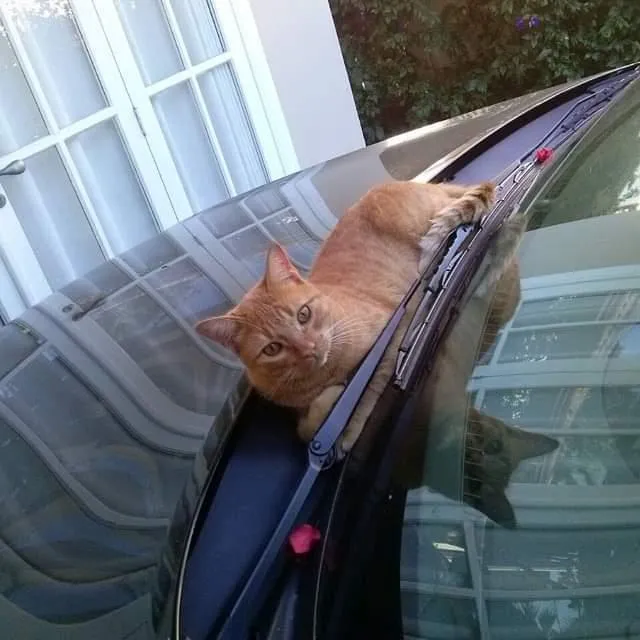 Gato raça - idade 6 ou mais anos nome Tigrinho