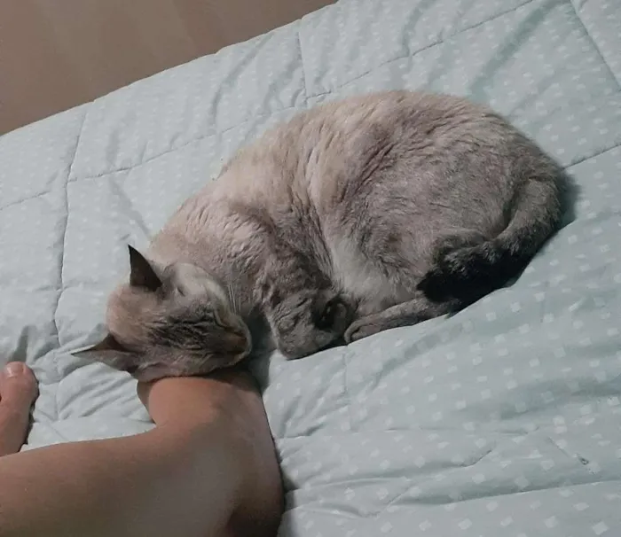 Gato raça - idade 6 ou mais anos nome Marie